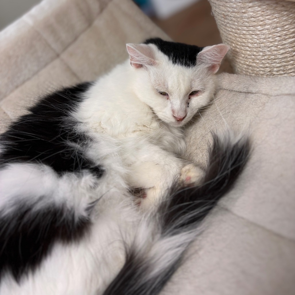 Kelly, an adoptable Domestic Long Hair in Midland, TX, 79701 | Photo Image 2