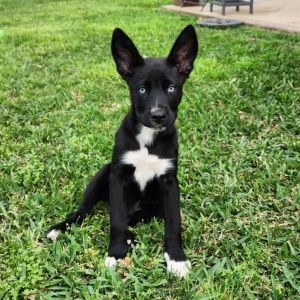 Meet Blue This little bundle of joy loves to explore and play but dont let his high energy fool y