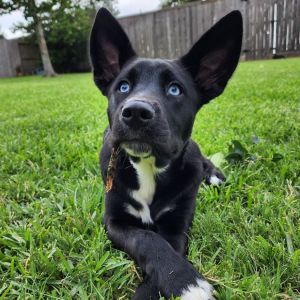A shy sweetheart with a gentle soul Blue is a thoughtful tender-hearted pup whos learning that th