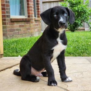 Say hello to Bear a sweet and energetic puppy with a heart full of love Bear loves to run play