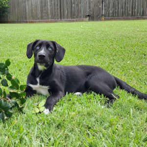 Meet calm curious and cuddly Bear your future shadow with soft paws and a calm heart This sweet b