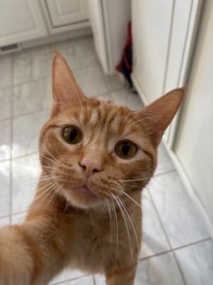 Peachy (Special Needs), Adult Male Domestic Short Hair