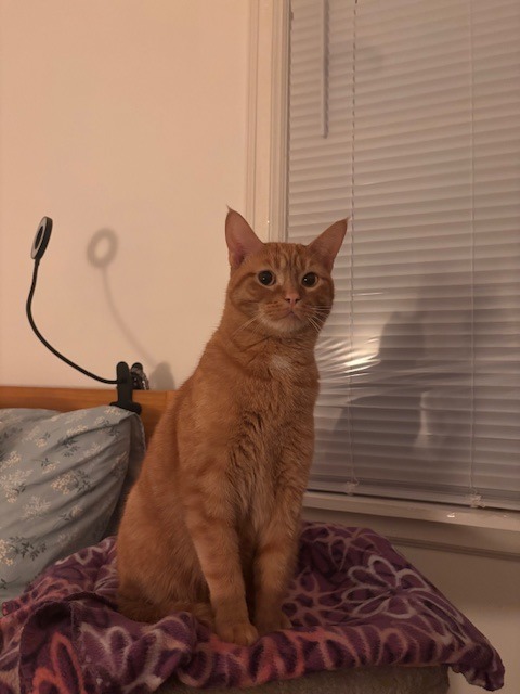 Peachy (Special Needs)