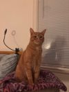 Peachy (Special Needs) photo 2