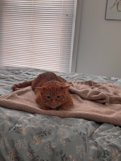Peachy (Special Needs)