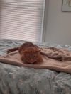 Peachy (Special Needs) photo 4