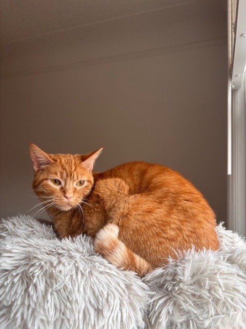 Peachy (Special Needs)