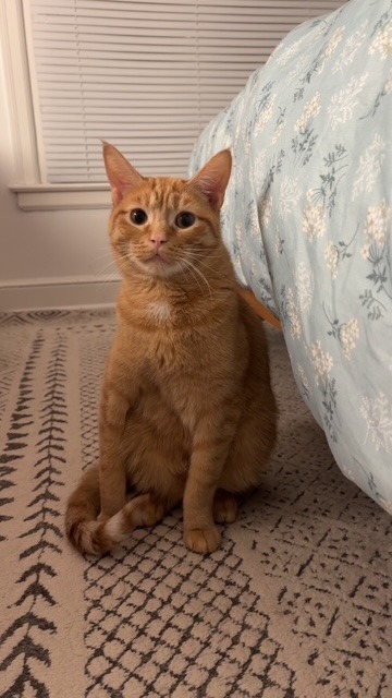 Peachy (Special Needs)
