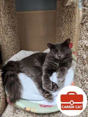 Bruno, an adoptable Domestic Medium Hair, Domestic Short Hair in Roseville, CA, 95678 | Photo Image 1