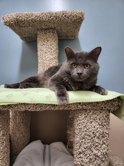 Bruno, an adoptable Domestic Medium Hair, Domestic Short Hair in Roseville, CA, 95678 | Photo Image 2