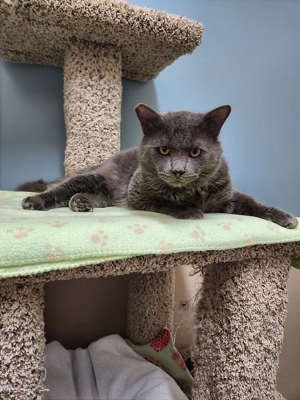 Bruno, an adoptable Domestic Medium Hair, Domestic Short Hair in Roseville, CA, 95678 | Photo Image 3