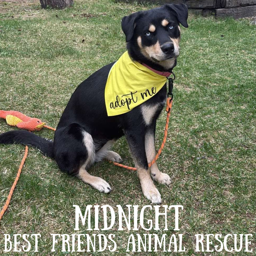 Midnight, an adoptable Siberian Husky in Wasilla, AK, 99654 | Photo Image 1