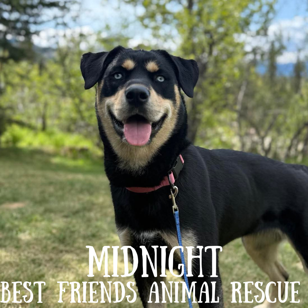 Midnight, an adoptable Siberian Husky in Wasilla, AK, 99654 | Photo Image 2