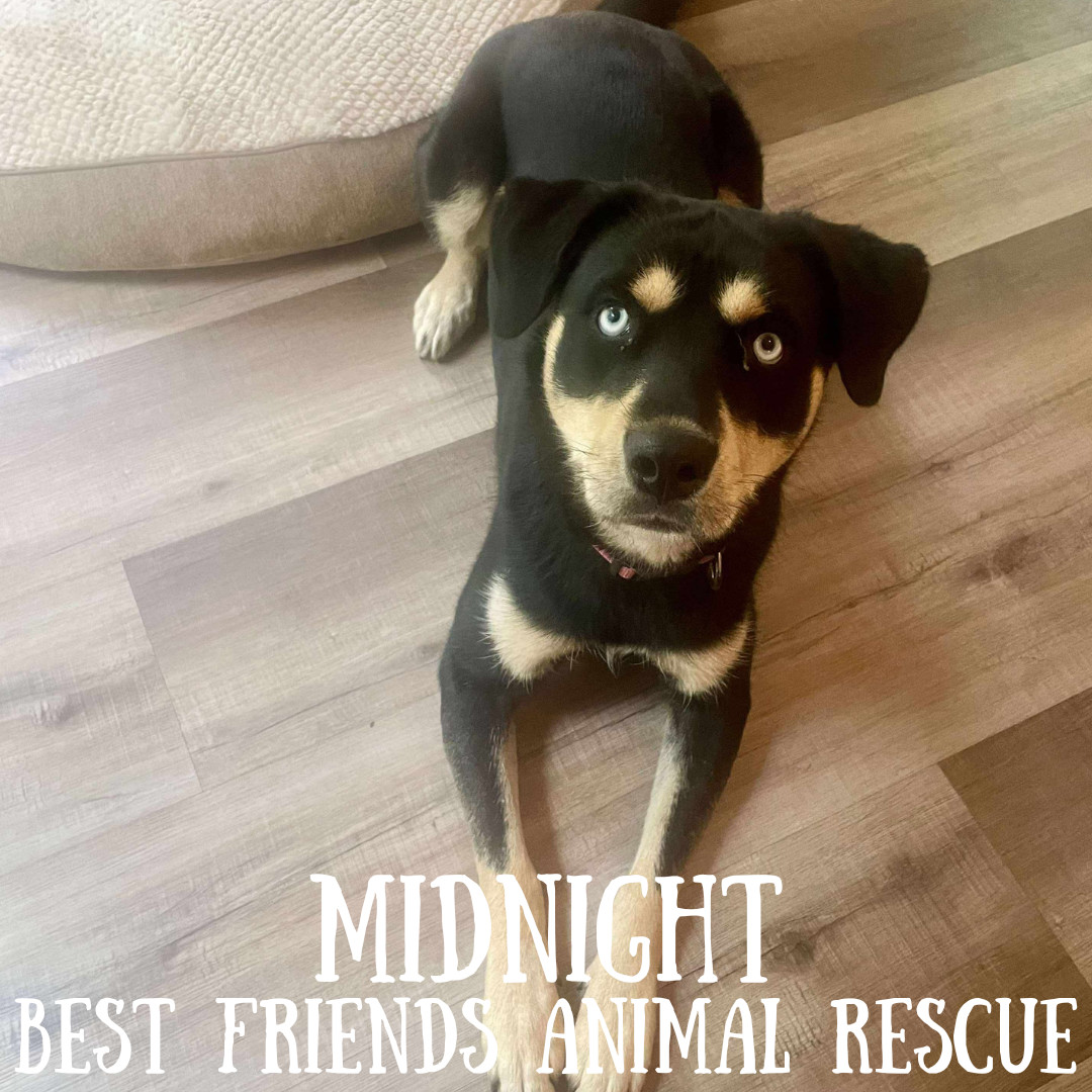 Midnight, an adoptable Siberian Husky in Wasilla, AK, 99654 | Photo Image 2