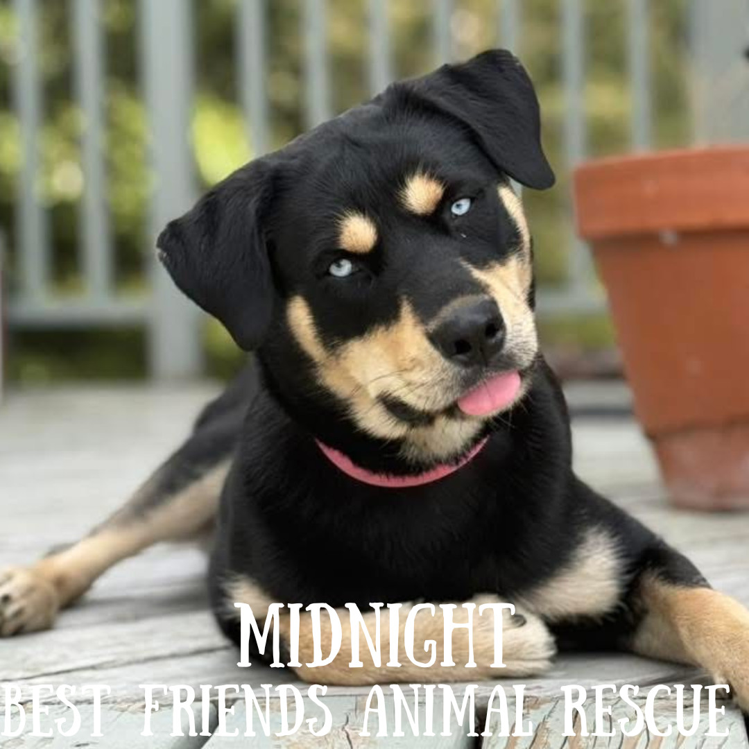 Midnight, an adoptable Siberian Husky in Wasilla, AK, 99654 | Photo Image 3