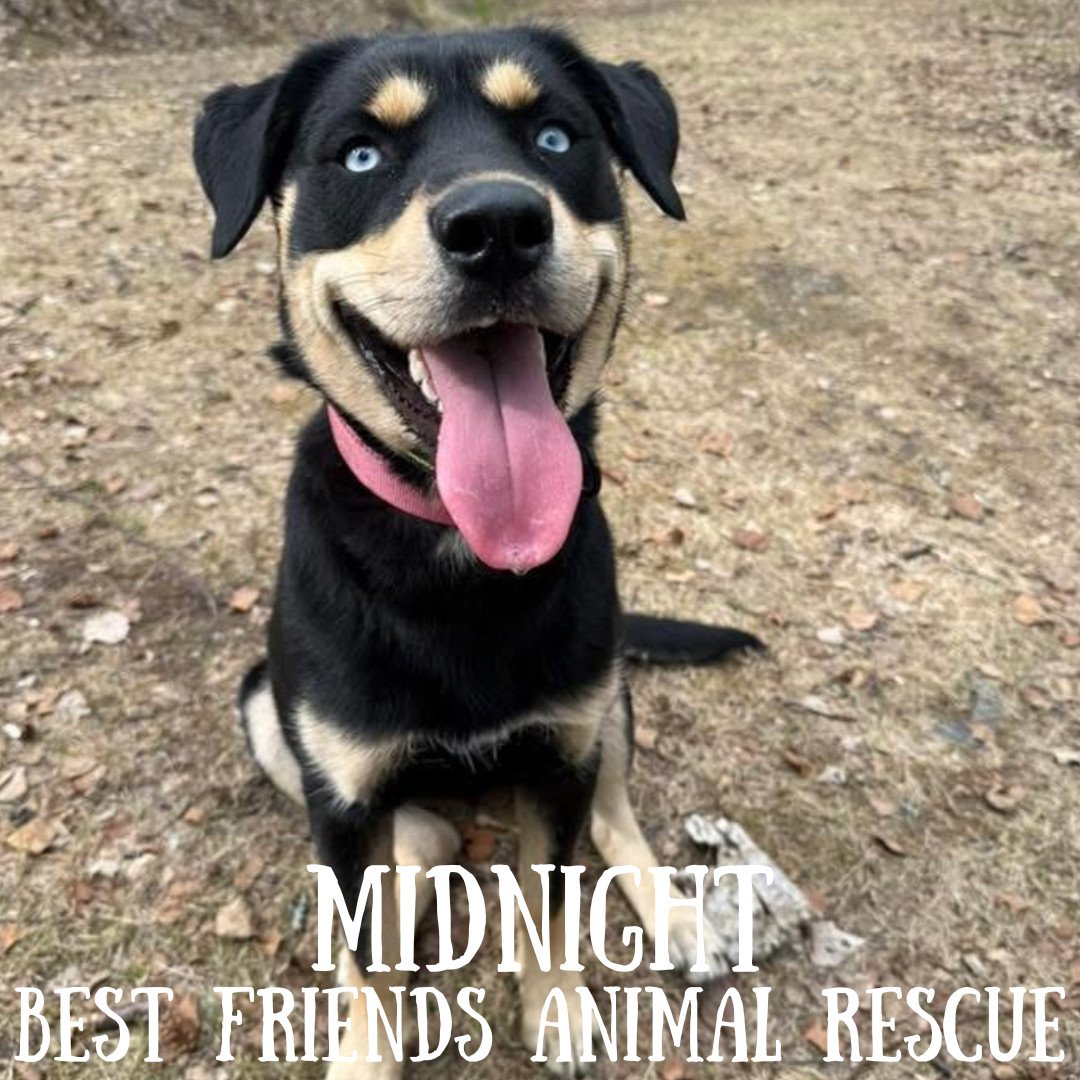 Midnight, an adoptable Siberian Husky in Wasilla, AK, 99654 | Photo Image 4