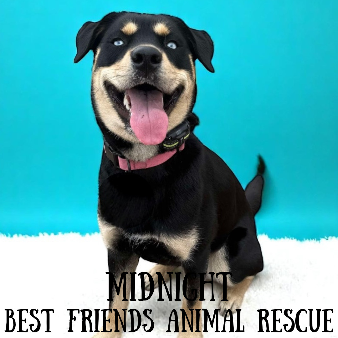 Midnight, an adoptable Siberian Husky in Wasilla, AK, 99654 | Photo Image 5