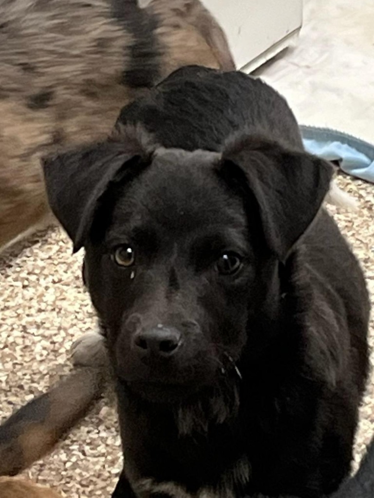 Marshall, an adoptable Australian Shepherd, Mixed Breed in Pratt, KS, 67124 | Photo Image 2