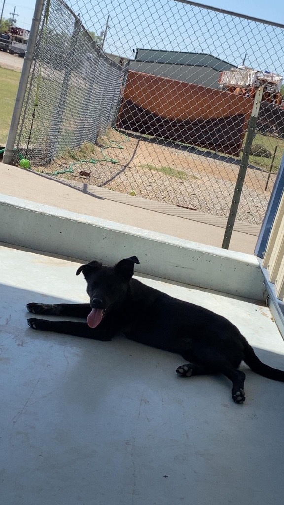 Marshall, an adoptable Australian Shepherd, Mixed Breed in Pratt, KS, 67124 | Photo Image 3