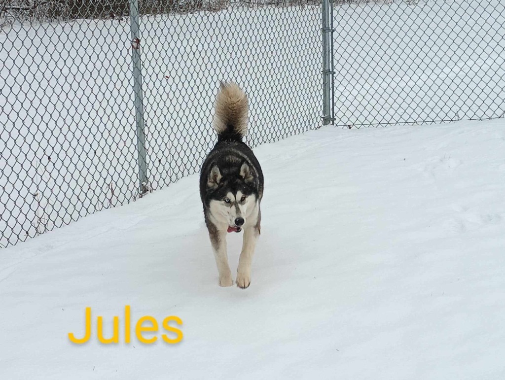 Jules