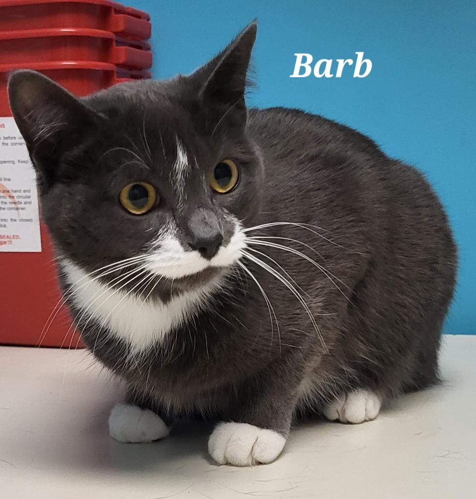 Barb