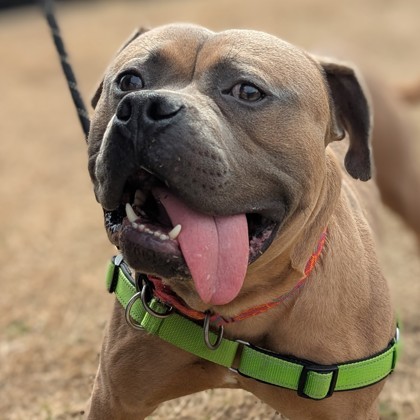 Tonka