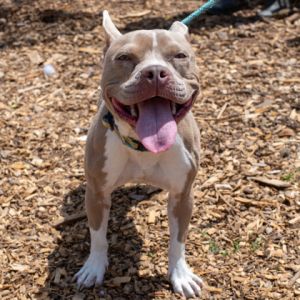 Grimly showed up at the shelter on St Patricks Day and while her name might sound serious shes 