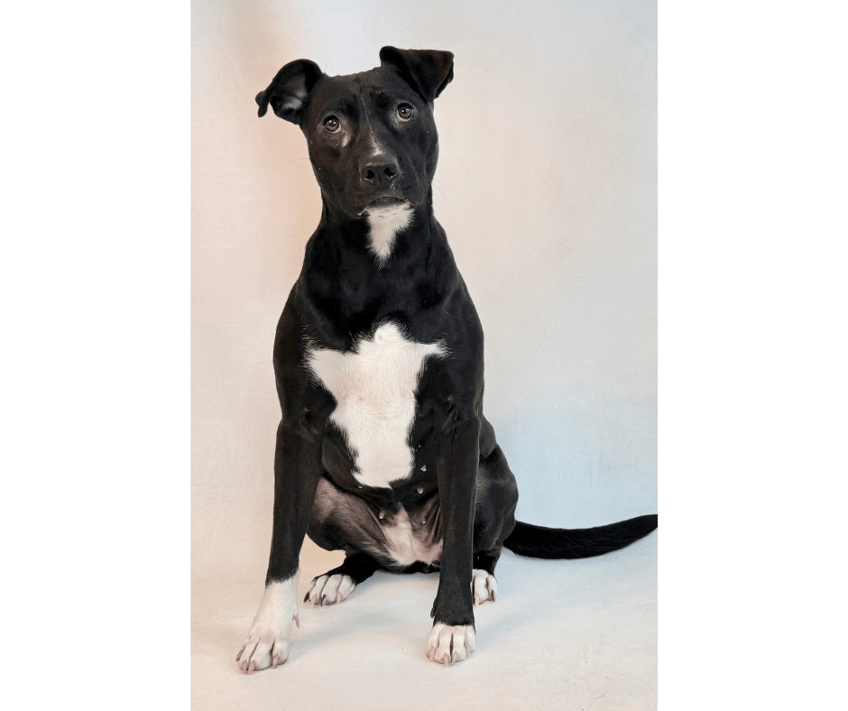 Oreo, an adoptable Bull Terrier, Black Labrador Retriever in Dillon, MT, 59725 | Photo Image 1
