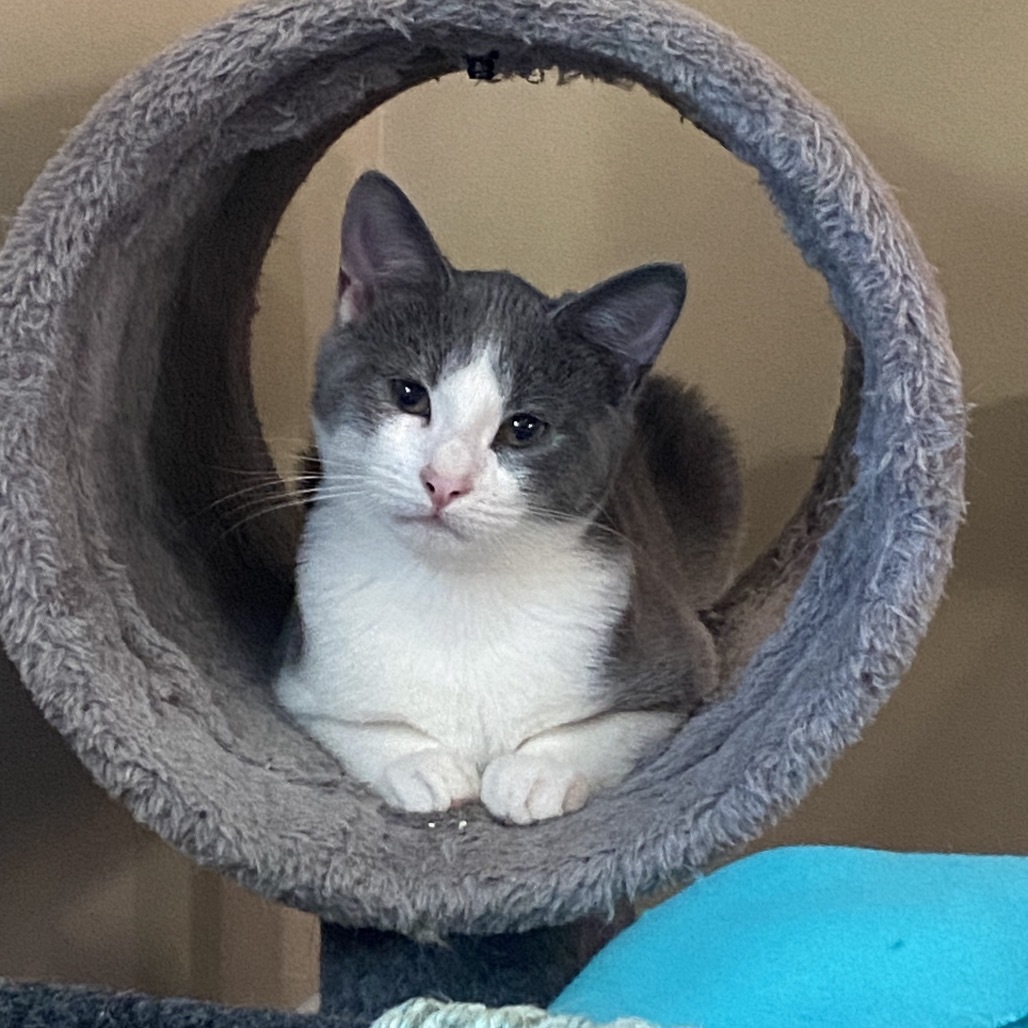 Cheese, an adoptable Domestic Short Hair in Wichita, KS, 67208 | Photo Image 1
