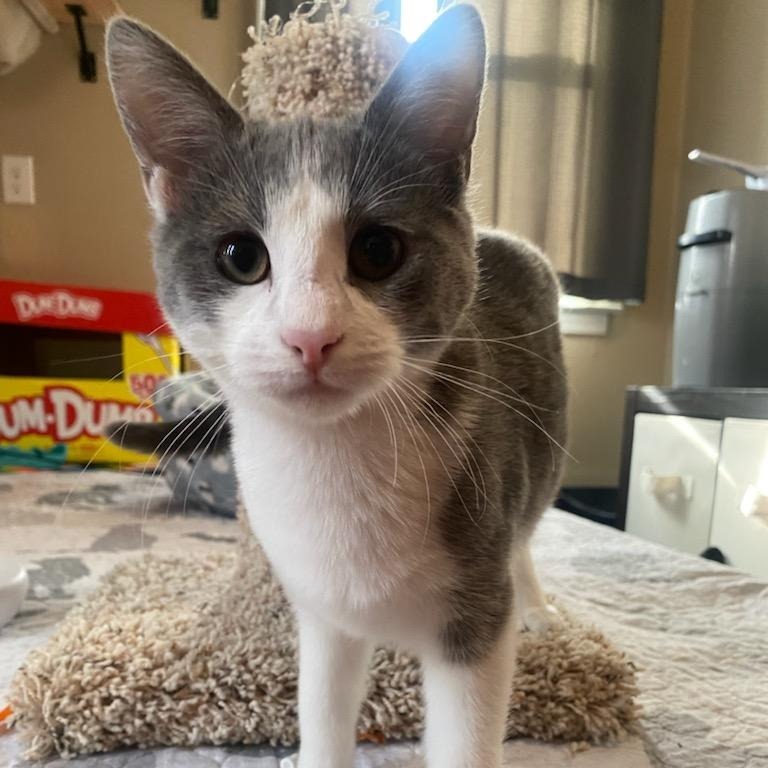 Cheese, an adoptable Domestic Short Hair in Wichita, KS, 67208 | Photo Image 2