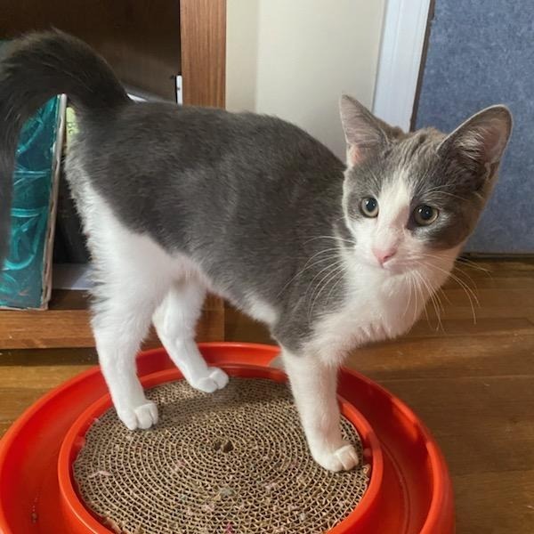 Cheese, an adoptable Domestic Short Hair in Wichita, KS, 67208 | Photo Image 4