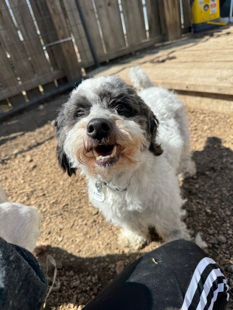 Susi, an adoptable Havanese, Poodle in Hastings, NE, 68901 | Photo Image 1
