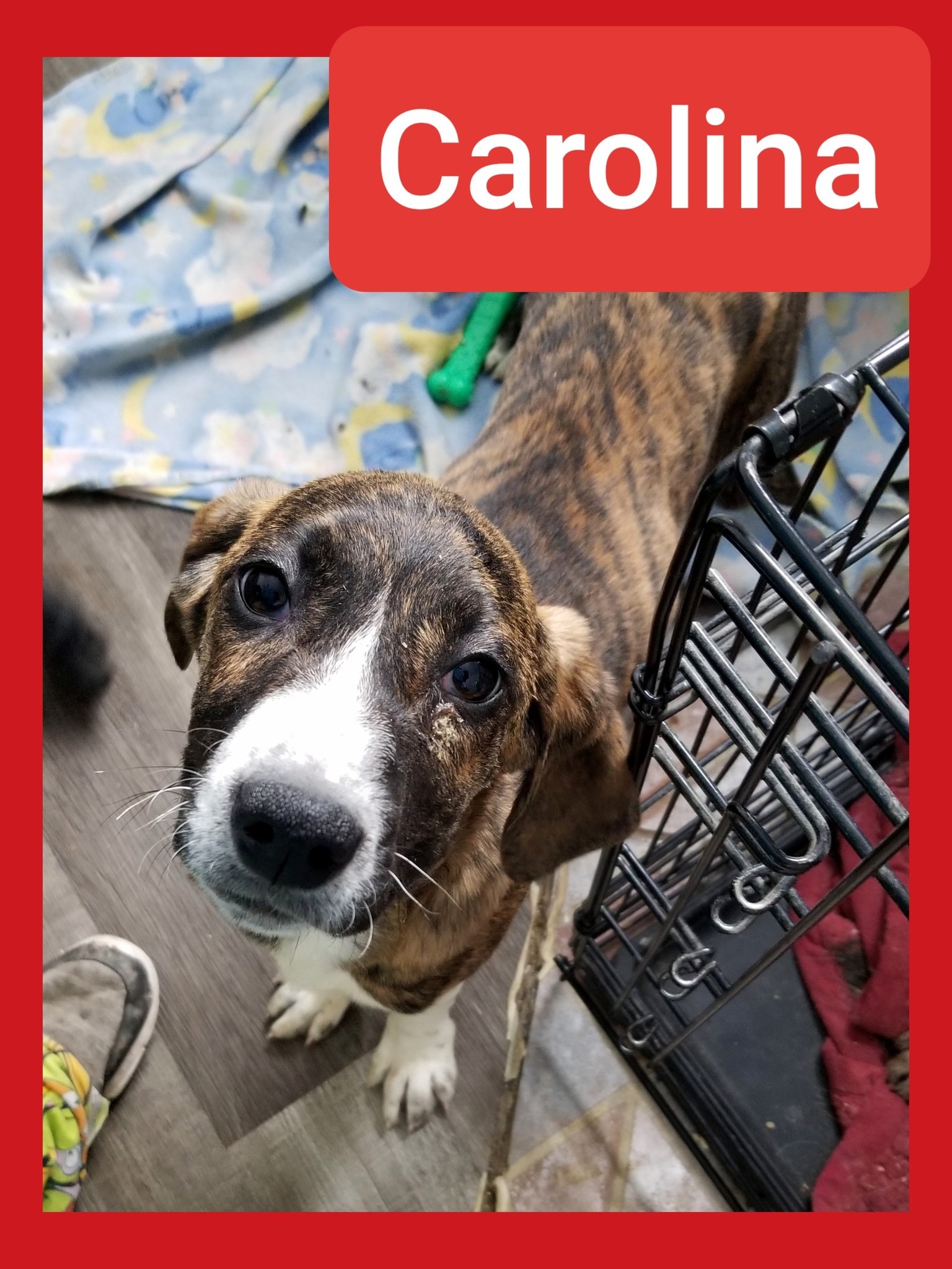 Carolina, an adoptable Bluetick Coonhound in Castle Dale, UT, 84513 | Photo Image 1