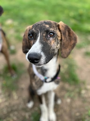 Carolina, an adoptable Bluetick Coonhound in Castle Dale, UT, 84513 | Photo Image 1