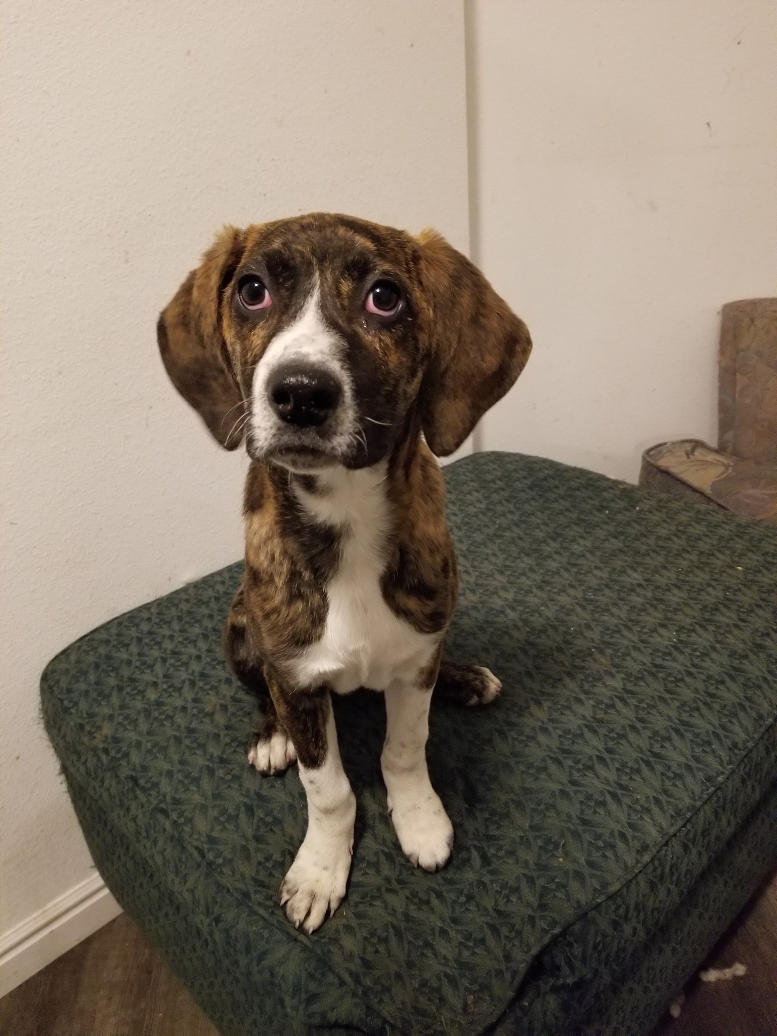 Carolina, an adoptable Bluetick Coonhound in Castle Dale, UT, 84513 | Photo Image 2