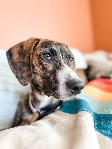 Carolina, an adoptable Bluetick Coonhound in Castle Dale, UT, 84513 | Photo Image 2