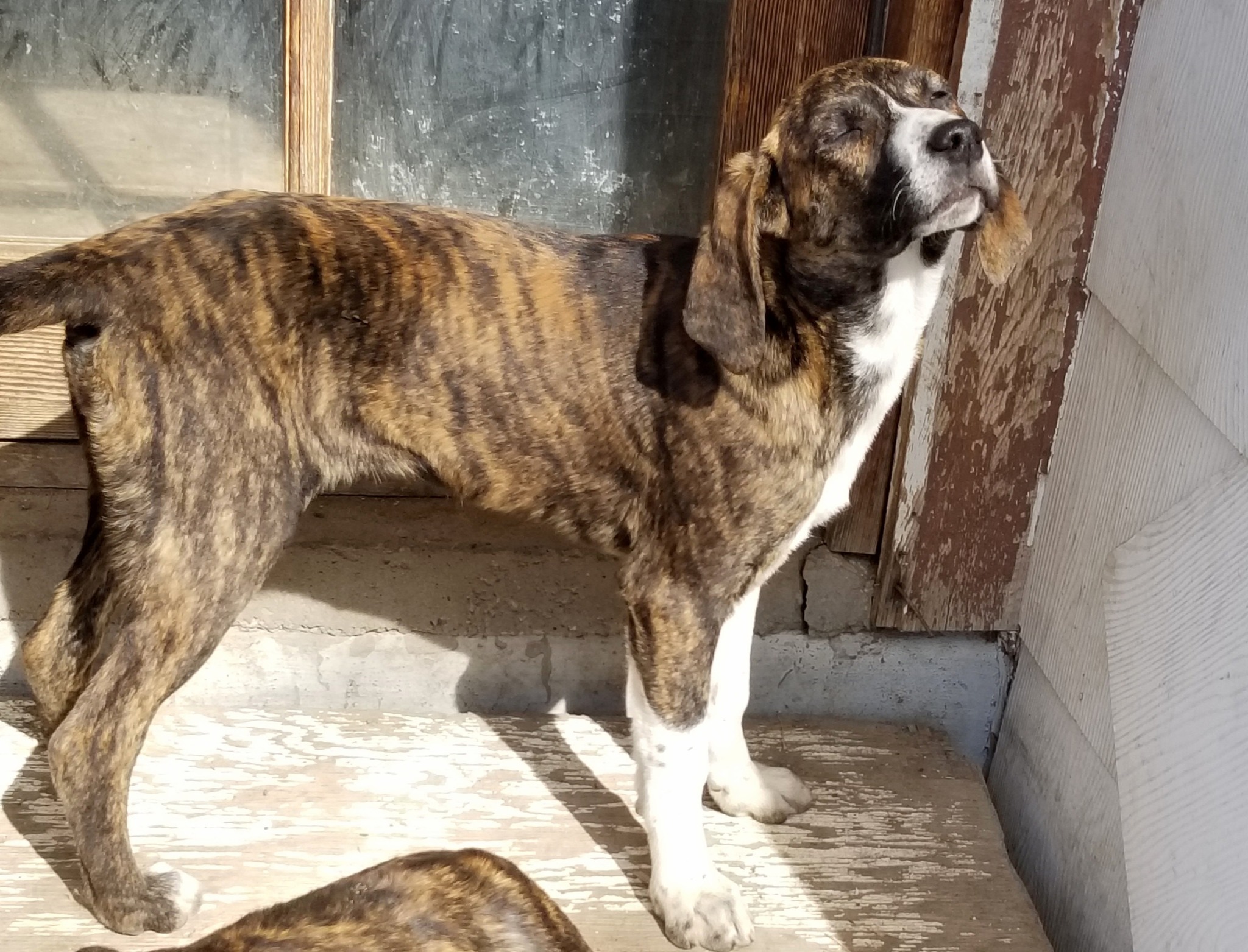 Carolina, an adoptable Bluetick Coonhound in Castle Dale, UT, 84513 | Photo Image 3