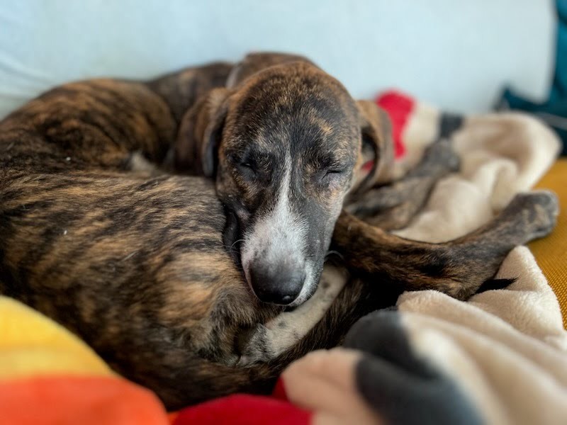 Carolina, an adoptable Bluetick Coonhound in Castle Dale, UT, 84513 | Photo Image 3