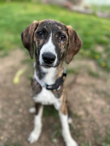 Carolina, an adoptable Bluetick Coonhound in Castle Dale, UT, 84513 | Photo Image 4