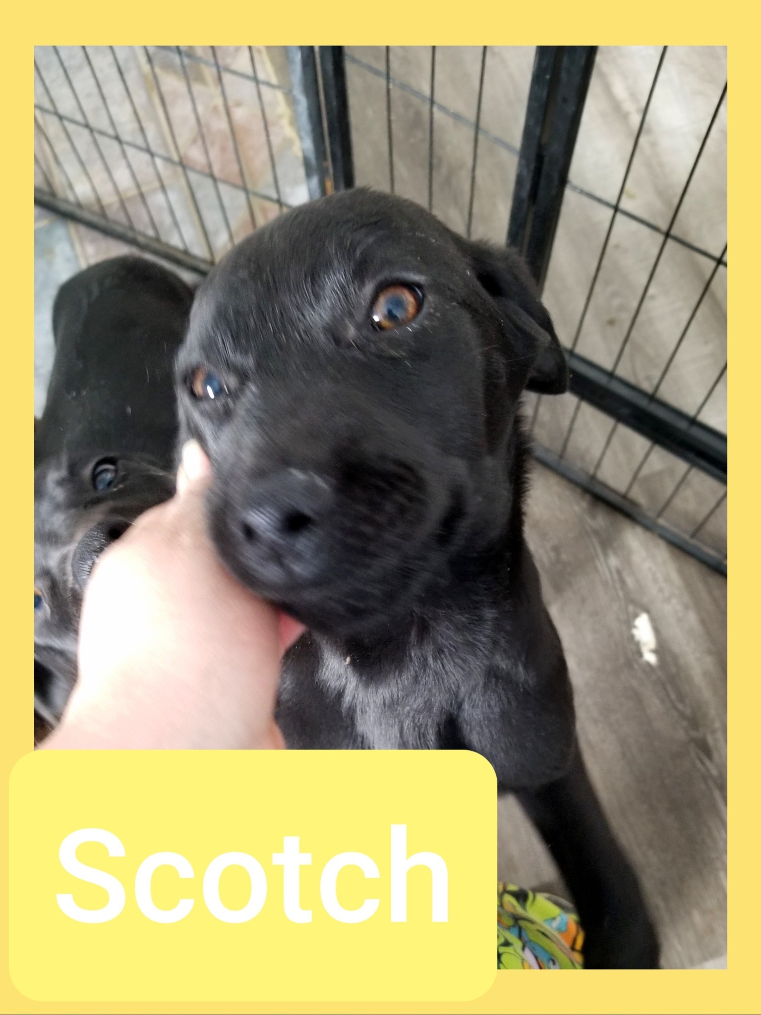 Scotch, an adoptable English Coonhound in Castle Dale, UT, 84513 | Photo Image 1