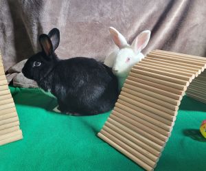Trixie &amp; Ruby, Young Female Havana