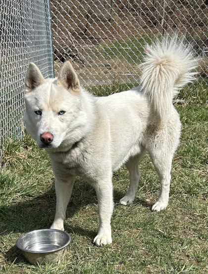 Nova