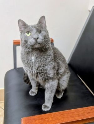 Remy, Adult Male unknown