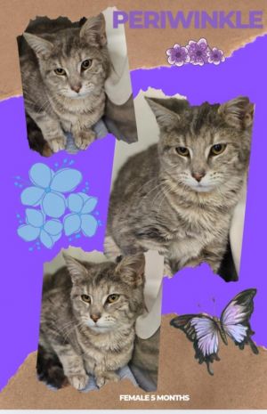 Periwinkle