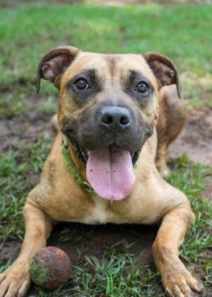 Squeegee is a 2 plus year old mixed breed with a loving nature He tends to be a little fretful