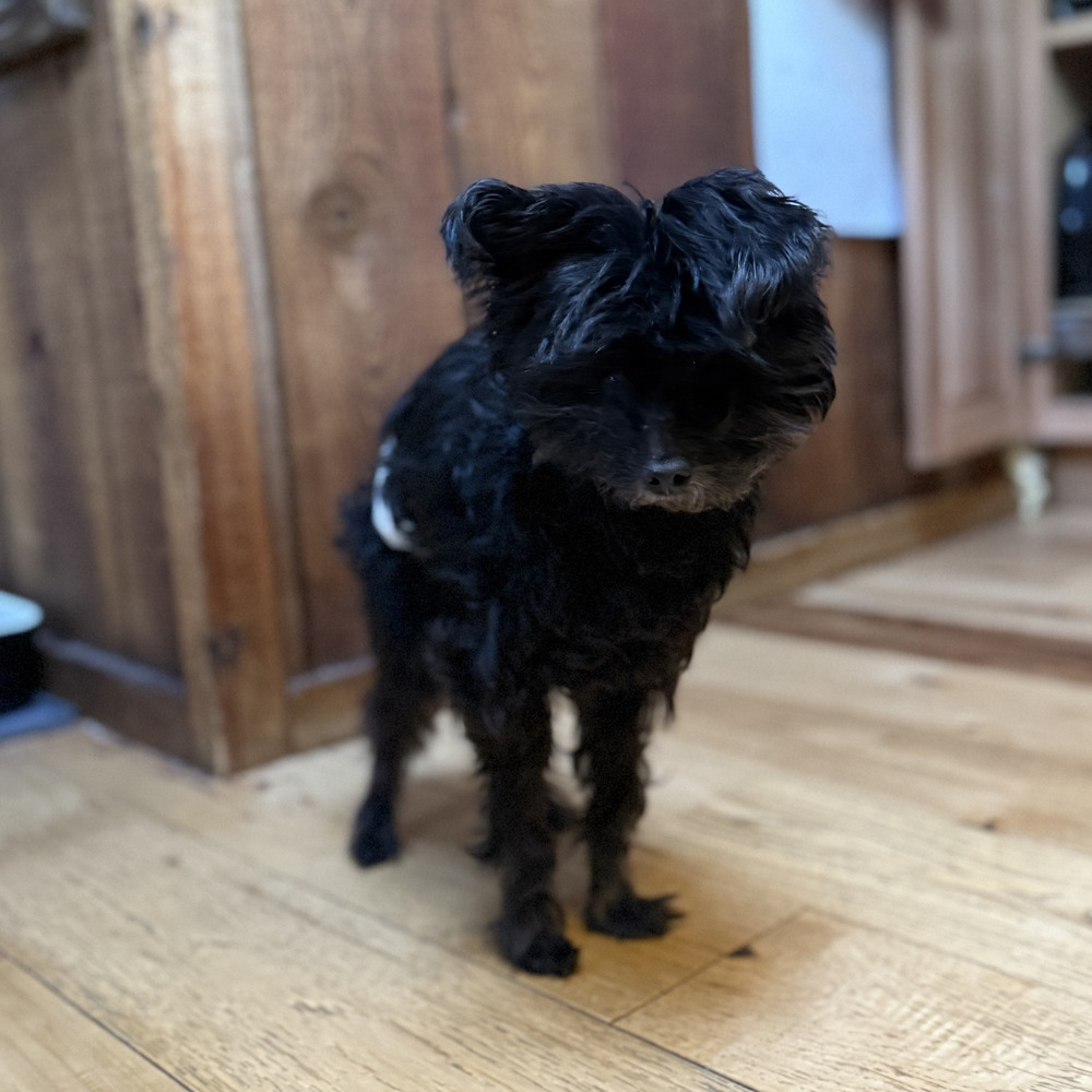Honey, an adoptable Poodle, Maltese in Golden, CO, 80403 | Photo Image 1