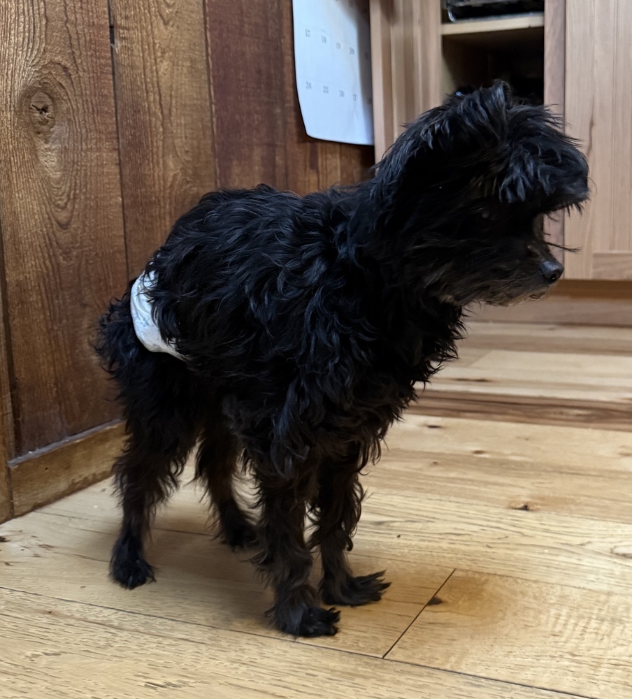 Honey, an adoptable Poodle, Maltese in Golden, CO, 80403 | Photo Image 2