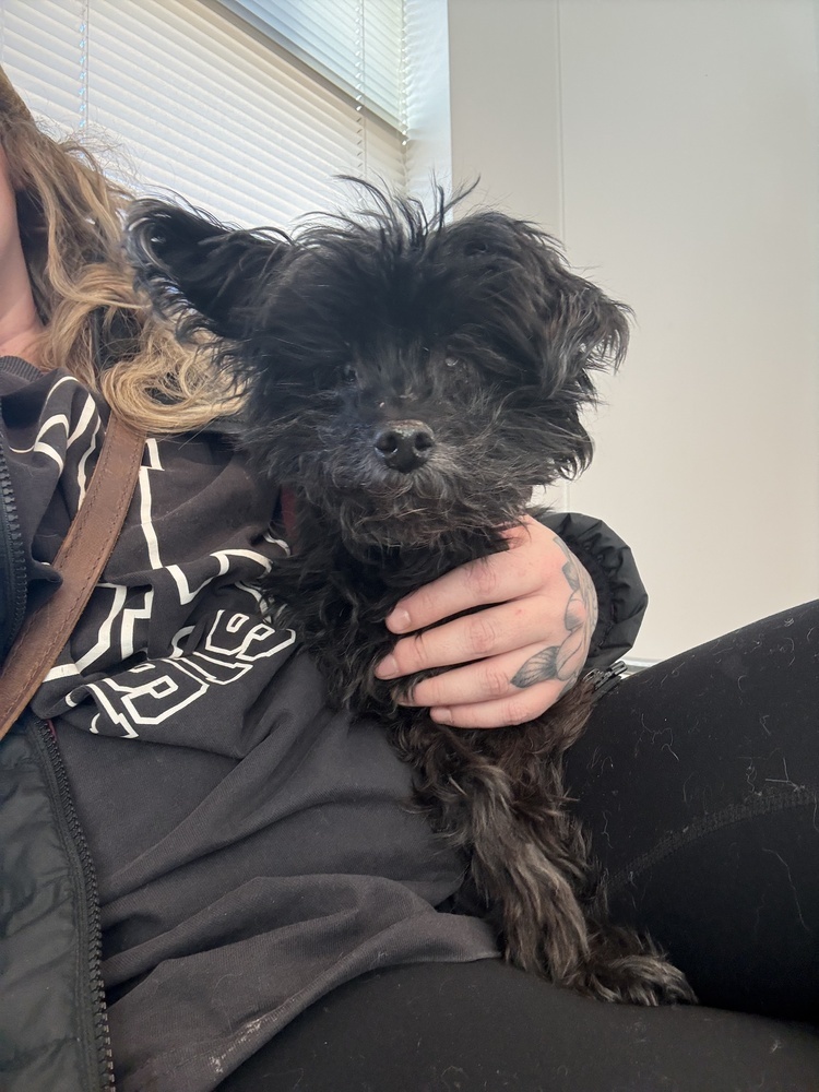 Honey, an adoptable Poodle, Maltese in Golden, CO, 80403 | Photo Image 3