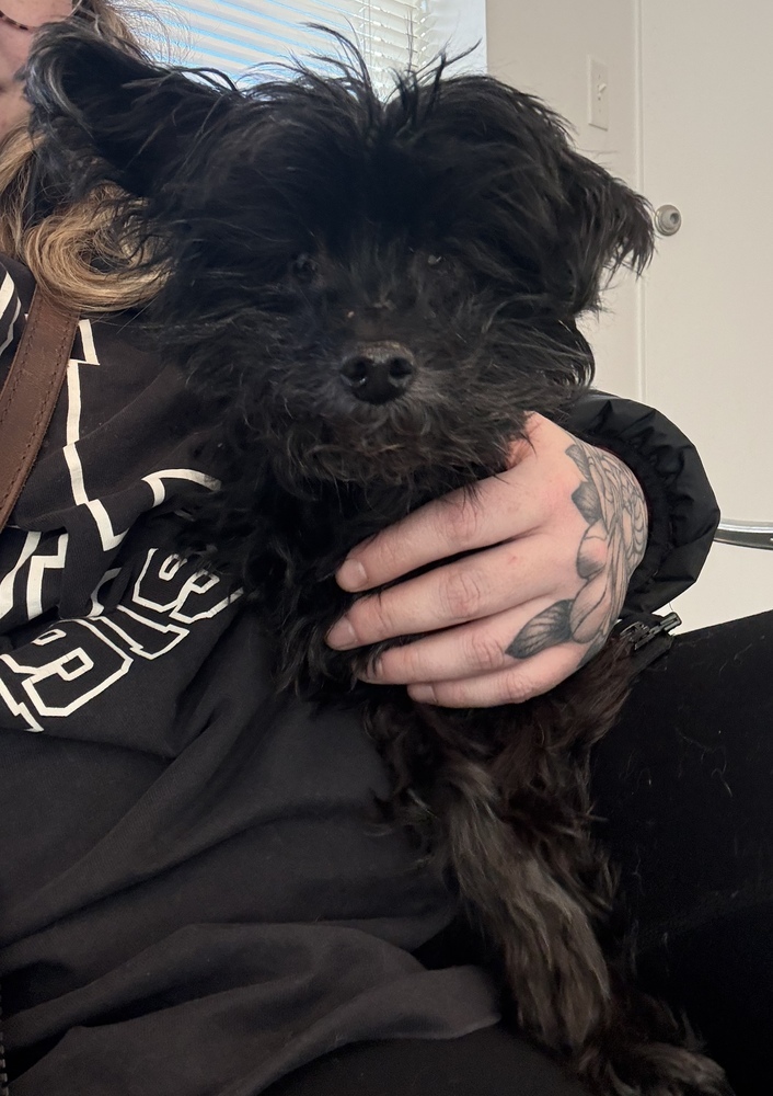 Honey, an adoptable Poodle, Maltese in Golden, CO, 80403 | Photo Image 4