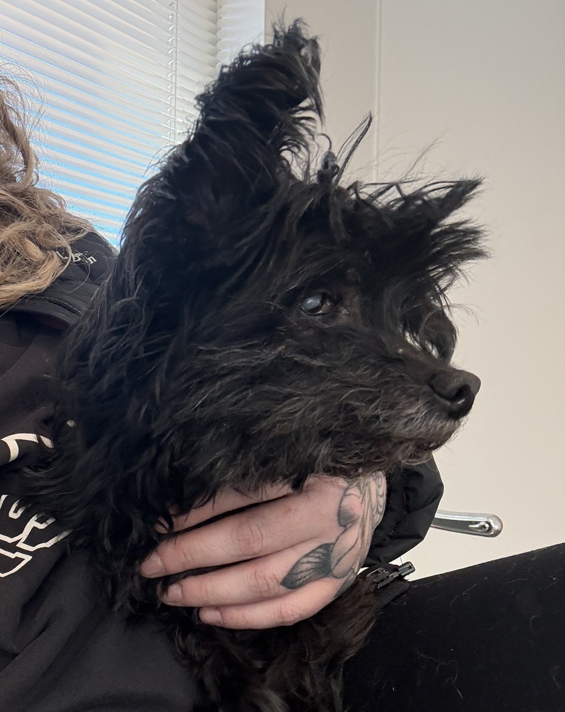 Honey, an adoptable Poodle, Maltese in Golden, CO, 80403 | Photo Image 5